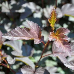 Rotblättrige Blasenspiere 'Diabolo'®, Cremeweiß, Höhe 30-60 Cm, Topf 5 Liter -Garten Sicht Verkäufe 0410110584 Physocarpus op Diabolo 4 92983