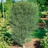 Säulen-Faulbaum, Rhamnus Frangula 'Fine Line'®, Grün, 3er-Set, Topf 5 L
