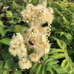 Niedrige Fiederspiere, Sorbaria Sorbifolia 'Sem'(s), Cremeweiß, Topf 5 L -Garten Sicht Verkäufe 0410111307 0410110400 0410440084 Sorbaria sorbifolia Sem 116395