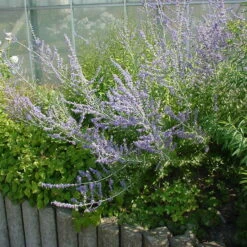 Kollektion 'Bienenweide Blau', 3er-Set, Höhe 30-60 Cm, Topf 4,6 Liter -Garten Sicht Verkäufe 0410111412 KB Perovskia atri little Spire1 74954