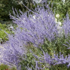 Kollektion 'Bienenweide Blau', 3er-Set, Höhe 30-60 Cm, Topf 4,6 Liter -Garten Sicht Verkäufe 0410111412 Perovskia Little Spire 1 94153