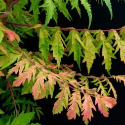 Gelbgrüner Essigbaum 'Tiger Eyes®', Rhus Typhina, Topf 5 Liter -Garten Sicht Verkäufe 0410111636 Rhus typhina Tiger Eyes 1 86931