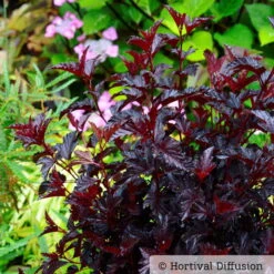 Schwarzrote Blasenspiere 'All Black'®, 3er-Set, Höhe 30-40 Cm, Topf 5 Liter -Garten Sicht Verkäufe 0410111653 Physocarpus op All Black 1 93043 1
