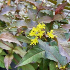 Schwarzrotlaubige Amerikanische Weigelie 'Kodiak® Black', 4er-Set, Topf 5 Liter -Garten Sicht Verkäufe 0410112158 Diervilla rivularis Kodiak Black 1 86934