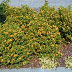 Orangener Fingerstrauch 'Mango Tango®', Gelb-orange, Höhe 20-25 Cm, Topf 5 Liter -Garten Sicht Verkäufe 0410112162 Potentilla frut Mango Tango 1 86936