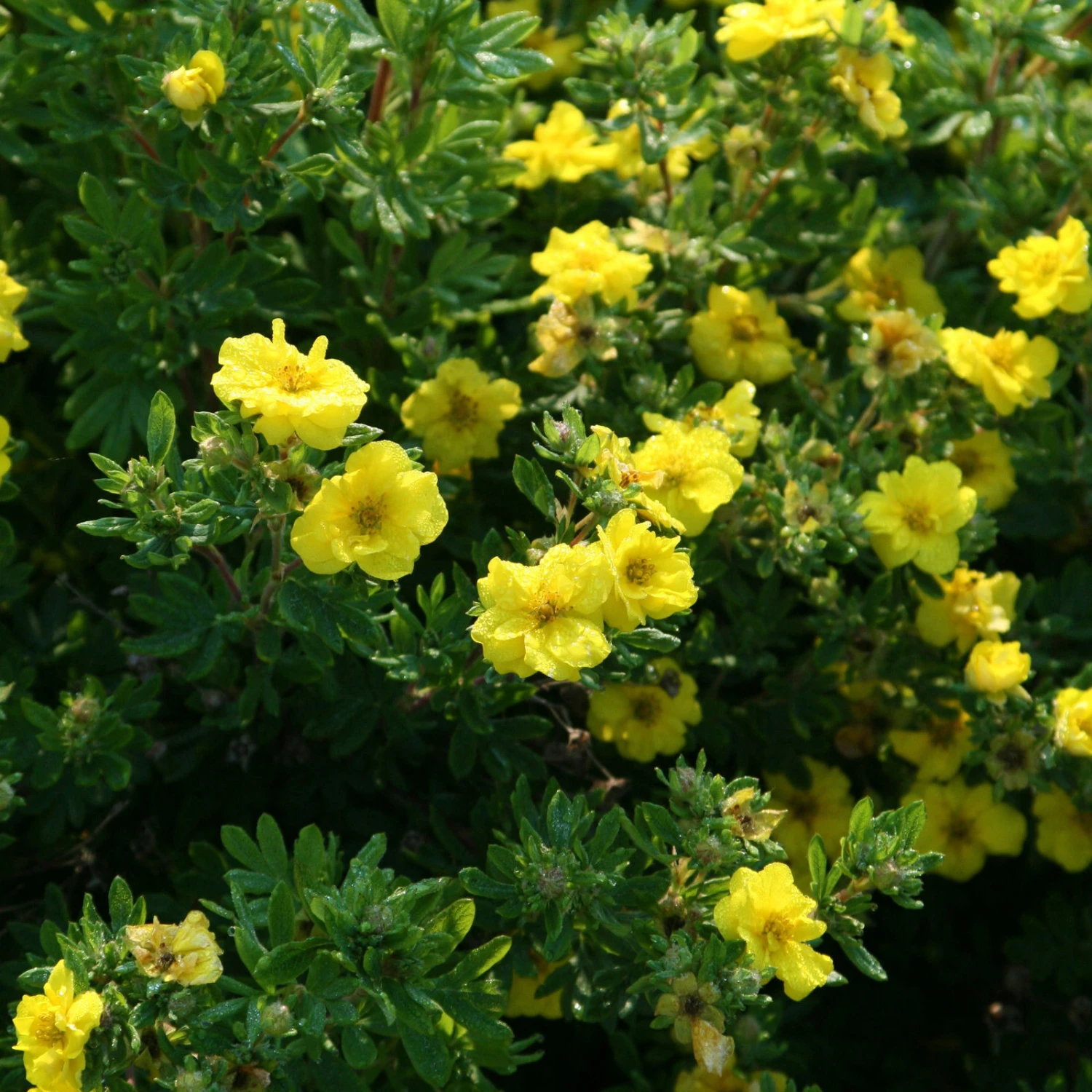 Fingerstrauch 'Citrus Tart®', Gelb, Höhe 20-25 Cm, Topf 5 Liter 2 Fingerstrauch 'Citrus Tart®', Gelb, Höhe 20-25 Cm, Topf 5 Liter – Bild 2