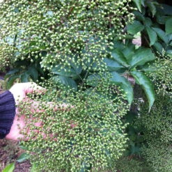 Großfruchtiger Schwarzer Holunder 'Sampo', Höhe 40-60 Cm -Garten Sicht Verkäufe 0410112186 Sambucus nigra Sampo1 86941