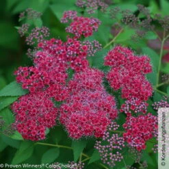 Rote Japanspiere 'Double Play® Red', Spiraea Japonica, Rot, Im Topf 5 Liter