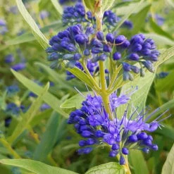 Kollektion 'Bienenweide Blau', 3er-Set, Höhe 30-60 Cm, Topf 4,6 Liter -Garten Sicht Verkäufe 0410112619 Sommerliche Bienennaehrgehoelze blau 1 99278