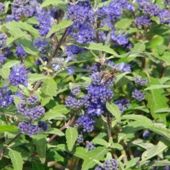 Kollektion 'Bienenweide Blau', 3er-Set, Höhe 30-60 Cm, Topf 4,6 Liter -Garten Sicht Verkäufe 0410112619 Sommerliche Bienennaehrgehoelze blau 2 99279