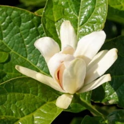 Gewürzstrauch-Set Rot-Weiß, 2er-Set, Höhe 60-80 Cm, Topf 7,5 Liter -Garten Sicht Verkäufe 0410112620 Calycanthus Venus Detail Bluete 2 z 119693