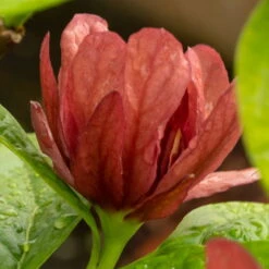 Gewürzstrauch-Set Rot-Weiß, 2er-Set, Höhe 60-80 Cm, Topf 7,5 Liter -Garten Sicht Verkäufe 0410112620 Calycanthus raulst Hartlage Wine Detail Bluete 3 z 119695