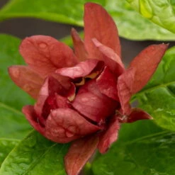 Gewürzstrauch-Set Rot-Weiß, 2er-Set, Höhe 60-80 Cm, Topf 7,5 Liter -Garten Sicht Verkäufe 0410112620 Calycanthus raulst Hartlage Wine Detail Bluete z 119694
