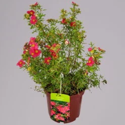 Fingerstrauch 'Bellissima EU (S)', Höhe 25-30cm, Topf 3 Liter, 5er-Set