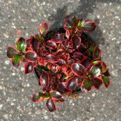 Spiegelbusch Buntlaubig, Topf-Ø 12 Cm, 3er-Set -Garten Sicht Verkäufe 0410113024 Coprosma Red Ruby 3er Set 12er Topf 1 125429