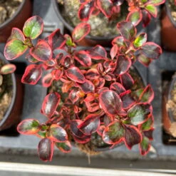 Spiegelbusch Buntlaubig, Topf-Ø 12 Cm, 3er-Set -Garten Sicht Verkäufe 0410113024 Coprosma Red Ruby 3er Set 12er Topf 6 125426