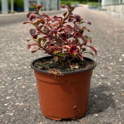 Spiegelbusch Buntlaubig, Topf-Ø 12 Cm, 3er-Set -Garten Sicht Verkäufe 0410113024 Coprosma Red Ruby 3er Set 12er Topf 7 125425