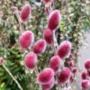 Salix Rotkätzchen®, 75 Cm Stamm, Im 5 Lt. Topf