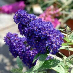 Schmetterlingsstauden Set, 19 Pflanzen Für 3 M², Bunt -Garten Sicht Verkäufe 0410220117 KB Buddleja Buzz Midnight 75419