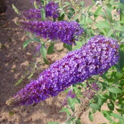 Duo-Schmetterlingsstrauch, Buddleja 'Reve De Papillion'®, Blau-weiß, Topf 5 Lt. -Garten Sicht Verkäufe 0410220176 BUDDLEJA davidii Reve de Papillon Blue 2 Kordes 78179