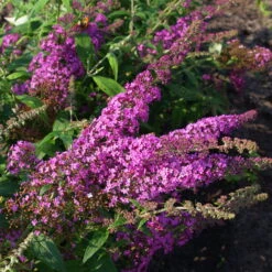 Duo-Schmetterlingsstrauch, Buddleja 'Reve De Papillion'®, Pink-weiß, Topf 5 Lt. -Garten Sicht Verkäufe 0410220177 BUDDLEJA davidii Reve de Papillon 3 pink Kordes 78181
