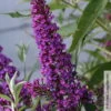 Schmetterlingsflieder 'Butterfly Tower'(S), Magenta, Höhe Ca. 30cm, 5 Liter Topf