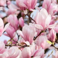 3er-Set Magnolien-Klassiker, Höhe 40-60 Cm, Im 5 Liter Topf -Garten Sicht Verkäufe 0410250590 Magnolien 3er Set2 76476