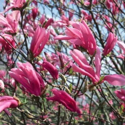3er-Set Magnolien-Klassiker, Höhe 40-60 Cm, Im 5 Liter Topf -Garten Sicht Verkäufe 0410250590 Magnolien 3er Set 76478