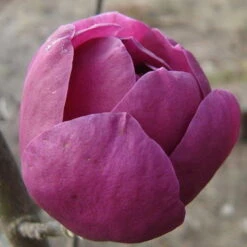 2er-Set Magnolien 'Besonderheiten Purpurrot' 'Black Tulip'®, 'Genie'®, Höhe 40-60 Cm, Im 5 Liter Topf -Garten Sicht Verkäufe 0410250591 Magnolien Set Besonderheiten 040 060 Co5lt 62979