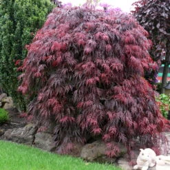 Roter Schlitzahorn 'Dissectum Garnet', Höhe 40 - 60 Cm, Topf-Ø 19 Cm -Garten Sicht Verkäufe 0410300296 Acer palm Diss Garnet 025030040 19er Topf 1 86702 2