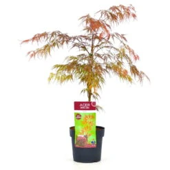 Roter Schlitzahorn 'Dissectum Garnet', Höhe 40 - 60 Cm, Topf-Ø 19 Cm -Garten Sicht Verkäufe 0410300296 Acer palm Diss Garnet 025030040 19er Topf 1 83824
