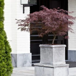 Roter Schlitzahorn 'Dissectum Garnet', Höhe 40 - 60 Cm, Topf 7,5 Liter