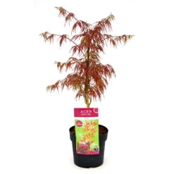 Roter Schlitzahorn 'Dissectum Garnet', Höhe 40 - 60 Cm, Topf-Ø 19 Cm -Garten Sicht Verkäufe 0410300296 Acer palm Diss Garnet 025030040 19er Topf 83823