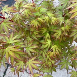 Korallenrinden Fächerahorn 'Sangokaku', Höhe 80 - 100 Cm, Topf 10 Liter -Garten Sicht Verkäufe 0410300410 acer sangokaku 4 123974