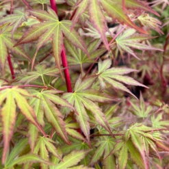 Korallenrinden Fächerahorn 'Sangokaku', Höhe 80 - 100 Cm, Topf 10 Liter -Garten Sicht Verkäufe 0410300410 acer sangokaku 6 123976