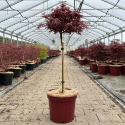 Japanischer Zwergahorn 'Shaina', Stammhöhe Ca. 40 Cm, Topf 10 Liter -Garten Sicht Verkäufe 0410300565 acer stamm shaina 1 123979