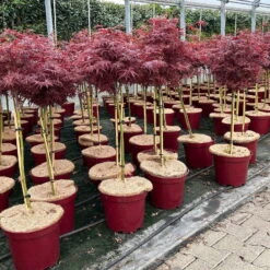 Japanischer Zwergahorn 'Shaina', Stammhöhe Ca. 40 Cm, Topf 10 Liter -Garten Sicht Verkäufe 0410300565 acer stamm shaina 3 123978