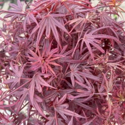 Japanischer Zwergahorn 'Shaina', Stammhöhe Ca. 40 Cm, Topf 10 Liter -Garten Sicht Verkäufe 0410300565 acer stamm shaina 8 123981