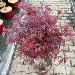 Japanischer Zwergahorn 'Shaina', Stammhöhe Ca. 40 Cm, Topf 10 Liter -Garten Sicht Verkäufe 0410300565 acer stamm shaina 9 123982
