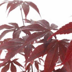 Roter Fächerahorn 'Bloodgood', Höhe 60 - 80 Cm, Topf 7,5 Liter -Garten Sicht Verkäufe 0410300846 acer bloodgood 2 124805