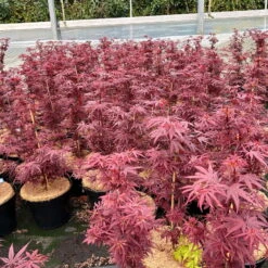 Japanischer Zwergahorn 'Shaina', Höhe 40 - 60 Cm, Topf 7,5 Liter -Garten Sicht Verkäufe 0410300849 acer shaina 4 123989