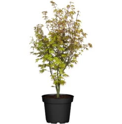 Japanischer Fächerahorn 'Orange Dream'; Höhe 60 - 80 Cm, Topf 7,5 Liter -Garten Sicht Verkäufe 0410300872 Acer palm Orange Dream 120626