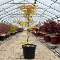 Japanischer Fächerahorn 'Orange Dream'; Höhe 60 - 80 Cm, Topf 7,5 Liter -Garten Sicht Verkäufe 0410300872 acer orange dream 2 123991