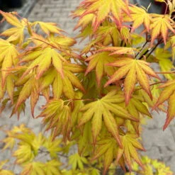 Japanischer Fächerahorn 'Orange Dream'; Höhe 60 - 80 Cm, Topf 7,5 Liter -Garten Sicht Verkäufe 0410300872 acer orange dream 5 123994
