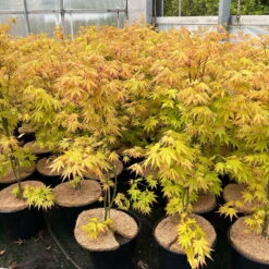 Japanischer Fächerahorn 'Orange Dream'; Höhe 60 - 80 Cm, Topf 7,5 Liter -Garten Sicht Verkäufe 0410300872 acer orange dream 7 123996