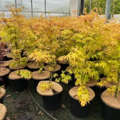Japanischer Fächerahorn 'Orange Dream'; Höhe 60 - 80 Cm, Topf 7,5 Liter -Garten Sicht Verkäufe 0410300872 acer orange dream 8 123997