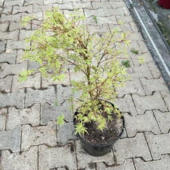 Japanischer Fächerahorn 'Butterfly', Höhe 60 - 80 Cm, Topf 7,5 Liter -Garten Sicht Verkäufe 0410300898 acer butterfly 4 124001