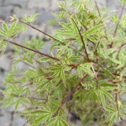 Japanischer Fächerahorn 'Butterfly', Höhe 60 - 80 Cm, Topf 7,5 Liter -Garten Sicht Verkäufe 0410300898 acer butterfly 6 124004