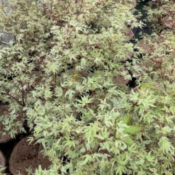 Japanischer Fächerahorn 'Butterfly', Höhe 60 - 80 Cm, Topf 7,5 Liter -Garten Sicht Verkäufe 0410300898 acer butterfly 7 124005