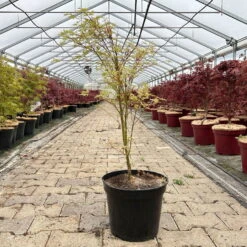 Japanischer Fächerahorn 'Butterfly', Höhe 60 - 80 Cm, Topf 7,5 Liter -Garten Sicht Verkäufe 0410300898 acer butterfly 8 124006